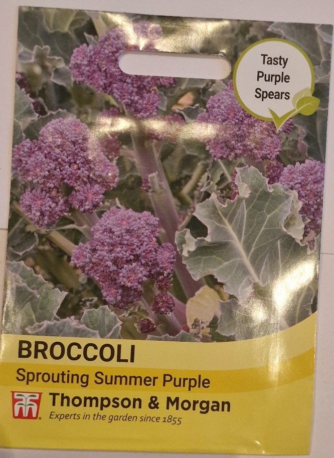 Broccoli - Sprouting Summer Purple