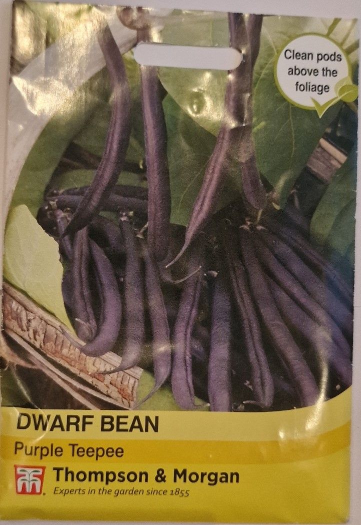 Dwarf Bean- Purple Teepee