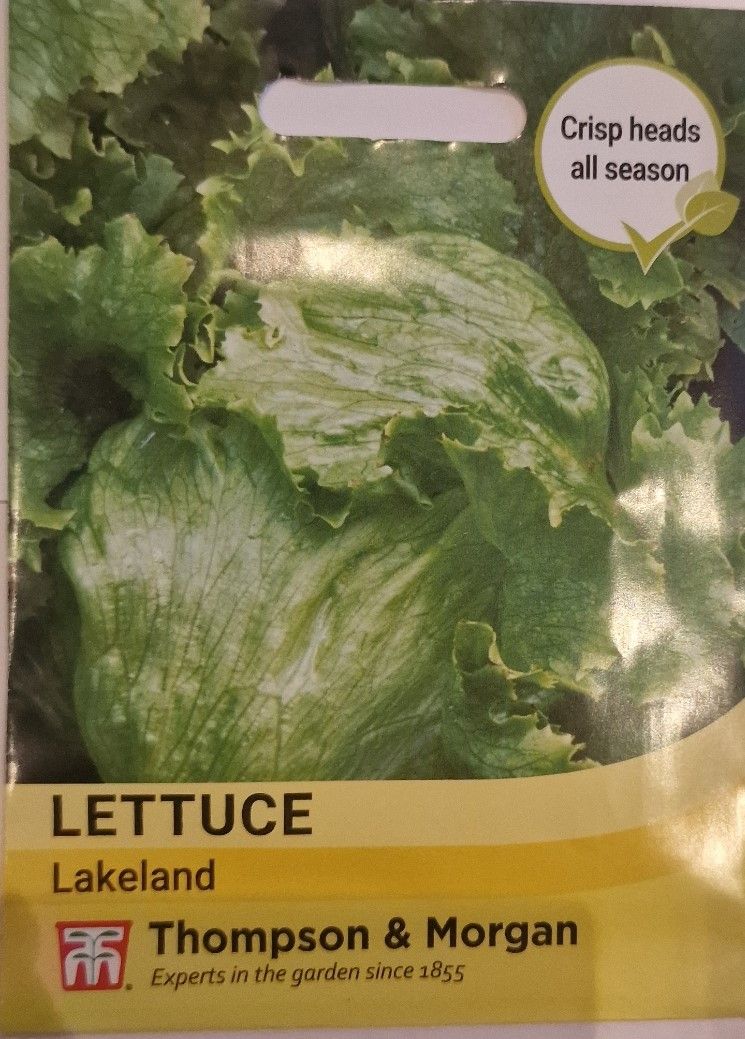 Lettuce - Lakeland