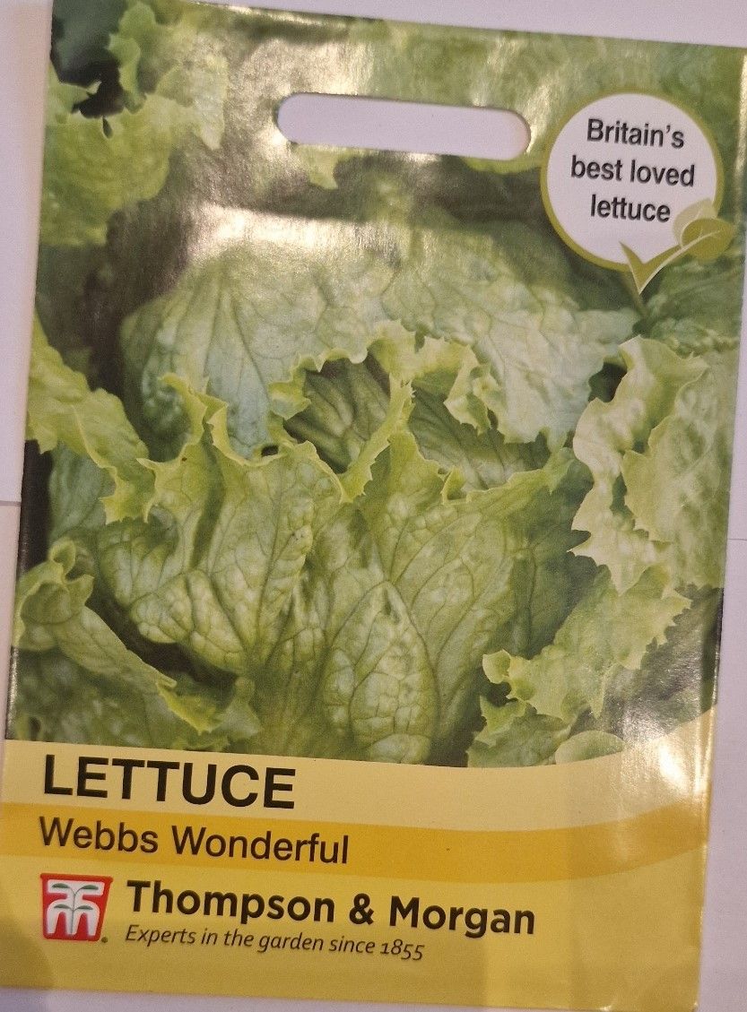 Lettuce - Webbs Wonderful