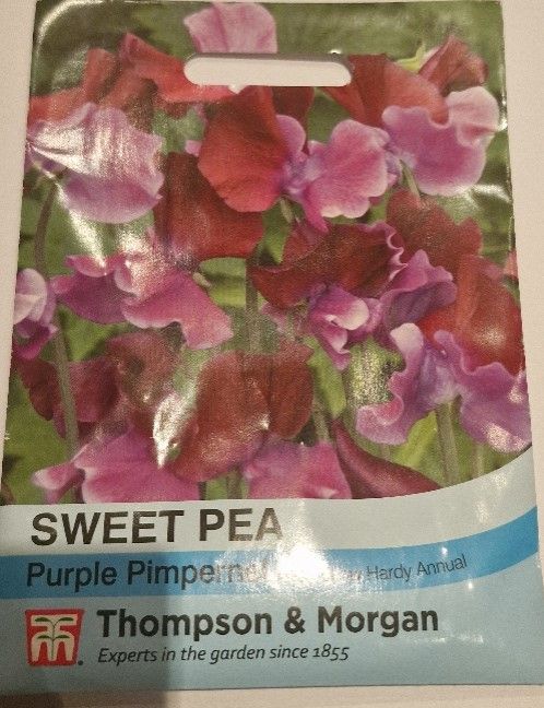 Sweet Pea - Purple Pimpernel