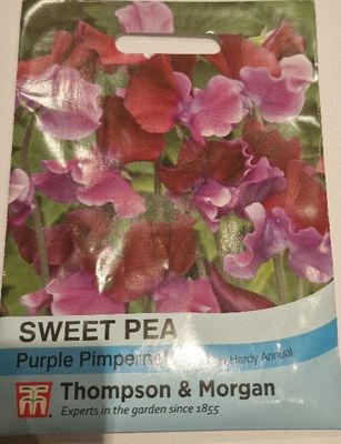 Sweet Pea - Purple Pimpernel