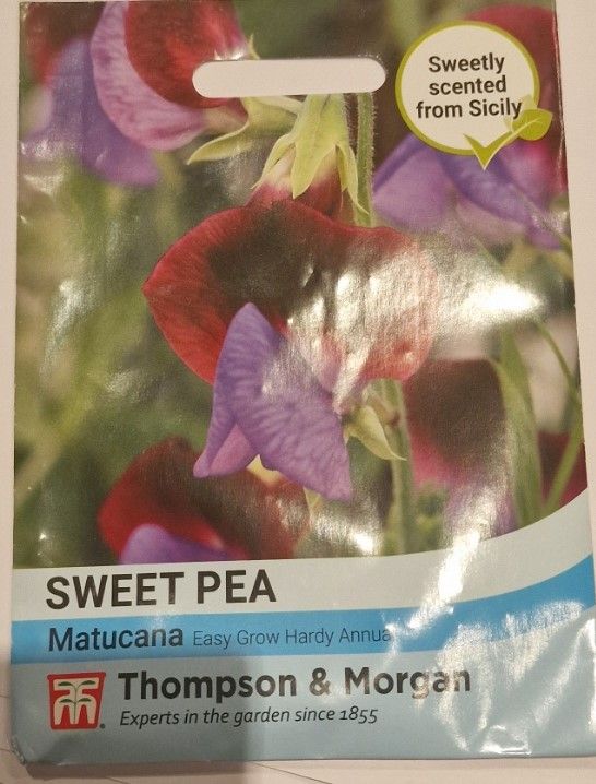 Sweet Pea Matucana