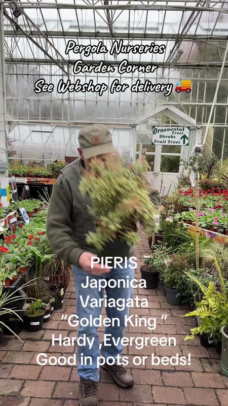 Pieris japonica 'Variegata' Golden King ,Hardy Evergreen Shrub ..colourful foliage and lily of the valley like nodding white bell like flowers. Good in pots or beds . Extra strong bushy plants