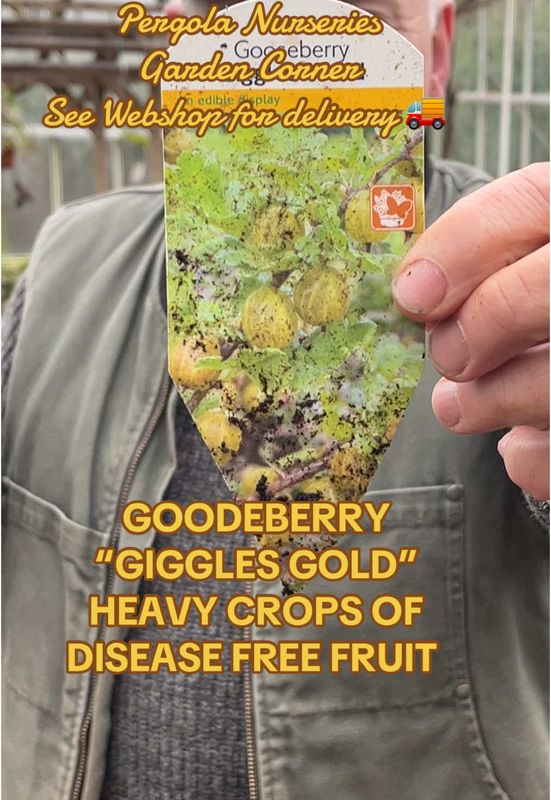 Gooseberry Giggles Gold