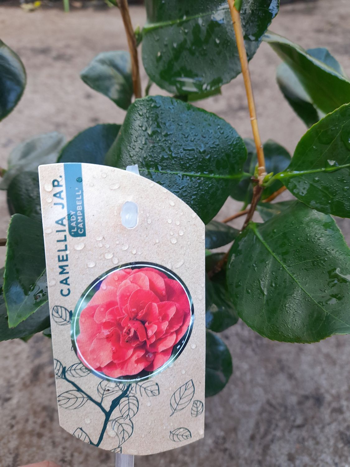 Camellia &#39;Lady Campbell&#39;
