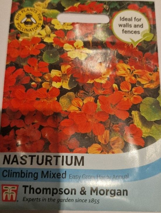 Nasturtium - Climbing Mixed