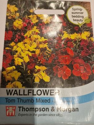 Wallflower- Tom Thumb mix