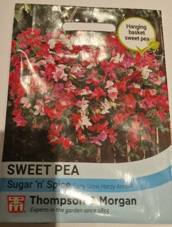 Sweet Pea - Sugar &#39;n&#39; Spice