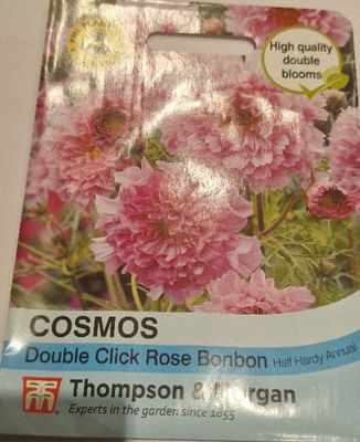 Cosmos - Double Click Rose Bonbon