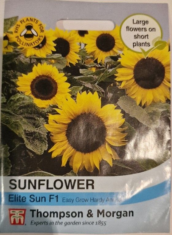 Sunflower- Elite Sun F1