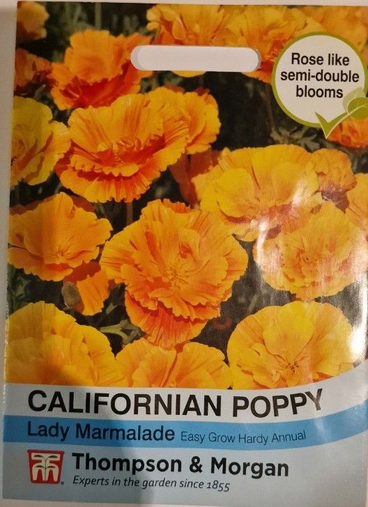 Californian Poppy - Lady Marmalade