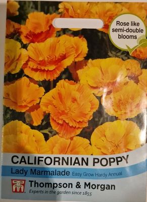 Californian Poppy - Lady Marmalade
