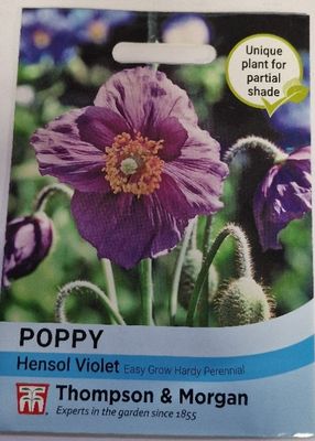 Poppy - Hensol Violet