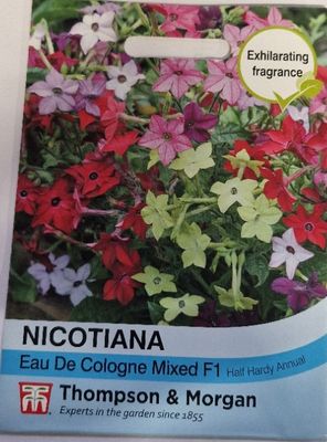 Nicotiana- Eau De Cologne mixed F1