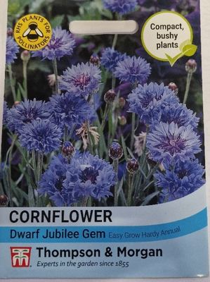 Cornflower - Dwarf Jubilee Gem