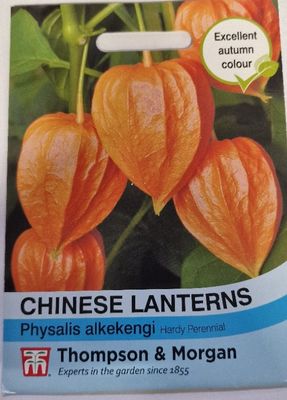 Chinese Lanterns - Physalis alkekengi