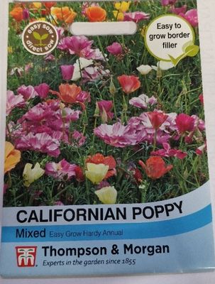 Californian Poppy - mixed