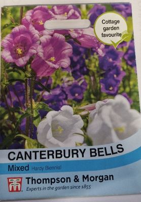 Canterbury Bells- mixed