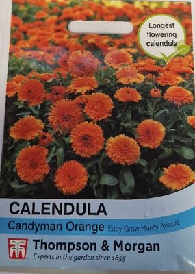 Calendula- Candyman Orange