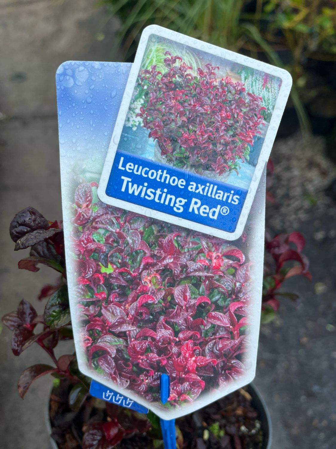 LEUCOTHOE TWISTING RED hardy dwarf evergreen shrub with curly foliage that changes colour with the seasons Good in pots or beds .