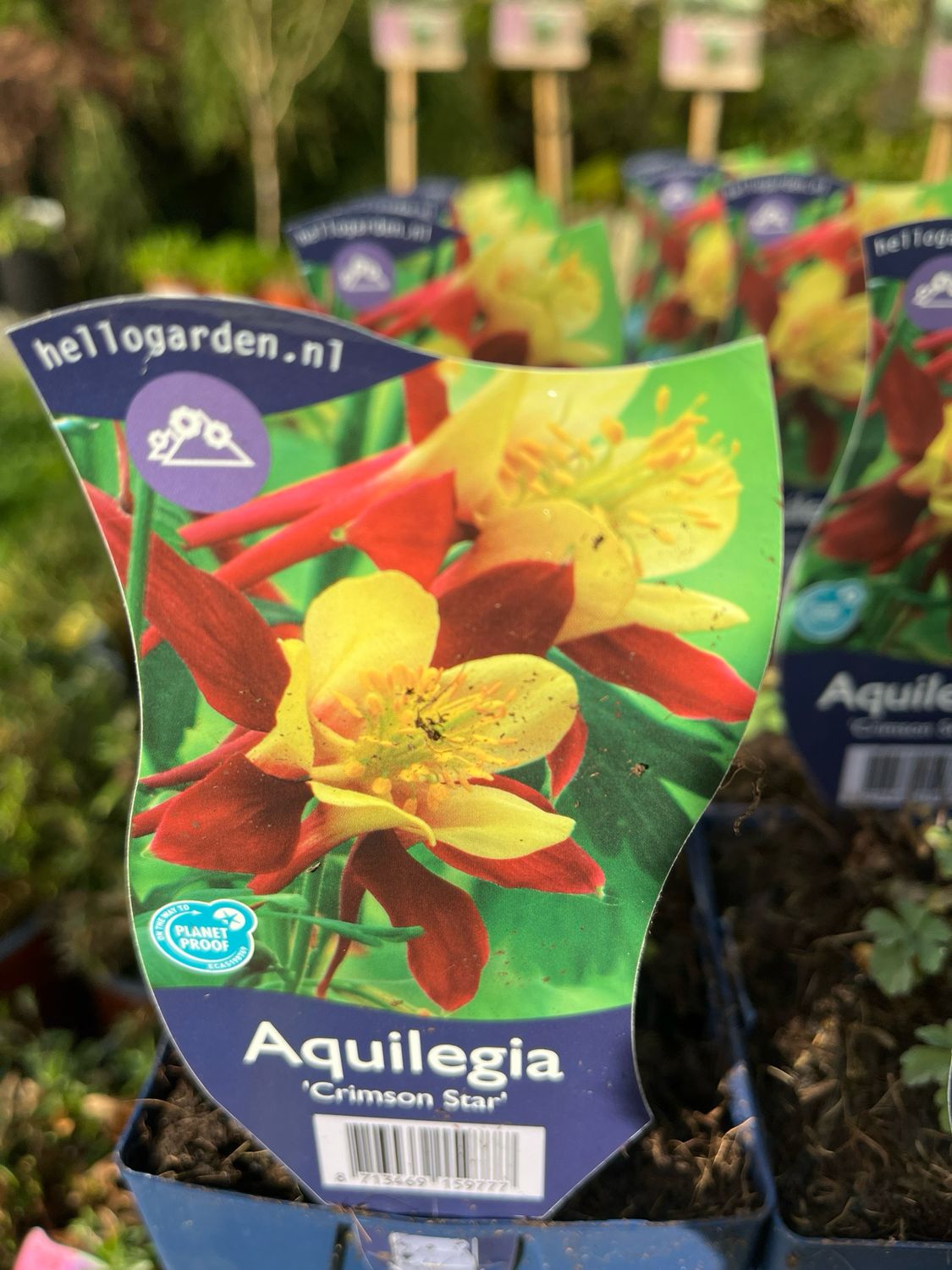 Aquilegia “Crimson Star” ,old fashioned Grannies Bonnet , Flowers Summer and early Autumn over dainty foliage. Winter hardy and lasts for years Reliable cottage garden favourite. Plant from now!