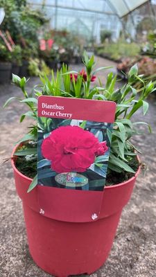 Carnation Oscar Cherry ,for pots ,beds and rockeries. Flowers for months.