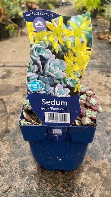 SEDUM SPATH PURPUREUM a hardy STONECROP that loves spreading on banks or spilling over walls and kerbs .Evergreen waxy colourful foliage and months of yellow flowers. Winter hardy and lasts for years