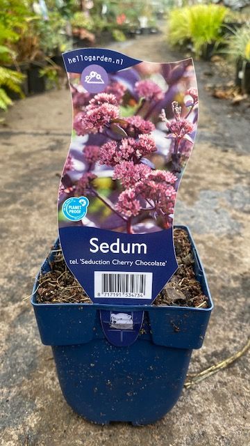 SEDUM SEDUCTION CHERRY CHOCOLATE ..tough Perennial with waxy colourful foliage ,dark chocolate coloured leaf reverse . Deep maroon red flowers for months . Loved by butterflies. Likes a sunny spot .