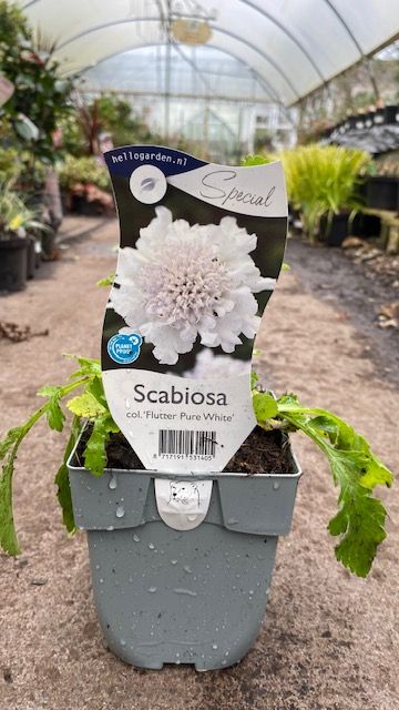 Scabiosa &#39;Flutter Pure White&#39; Pincushion Flower Hardy Perennial flowers for months and lasts for years . Flowers look like white pincushions. Happy in a sunny and free draining spot .
