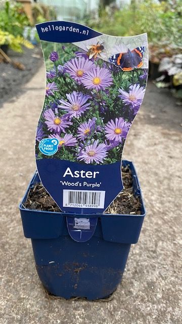 Aster &#39;Woods Purple&#39;