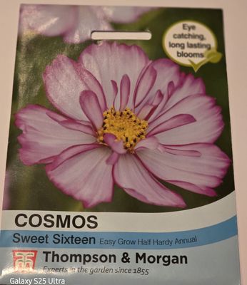 Cosmos - Sweet Sixteen