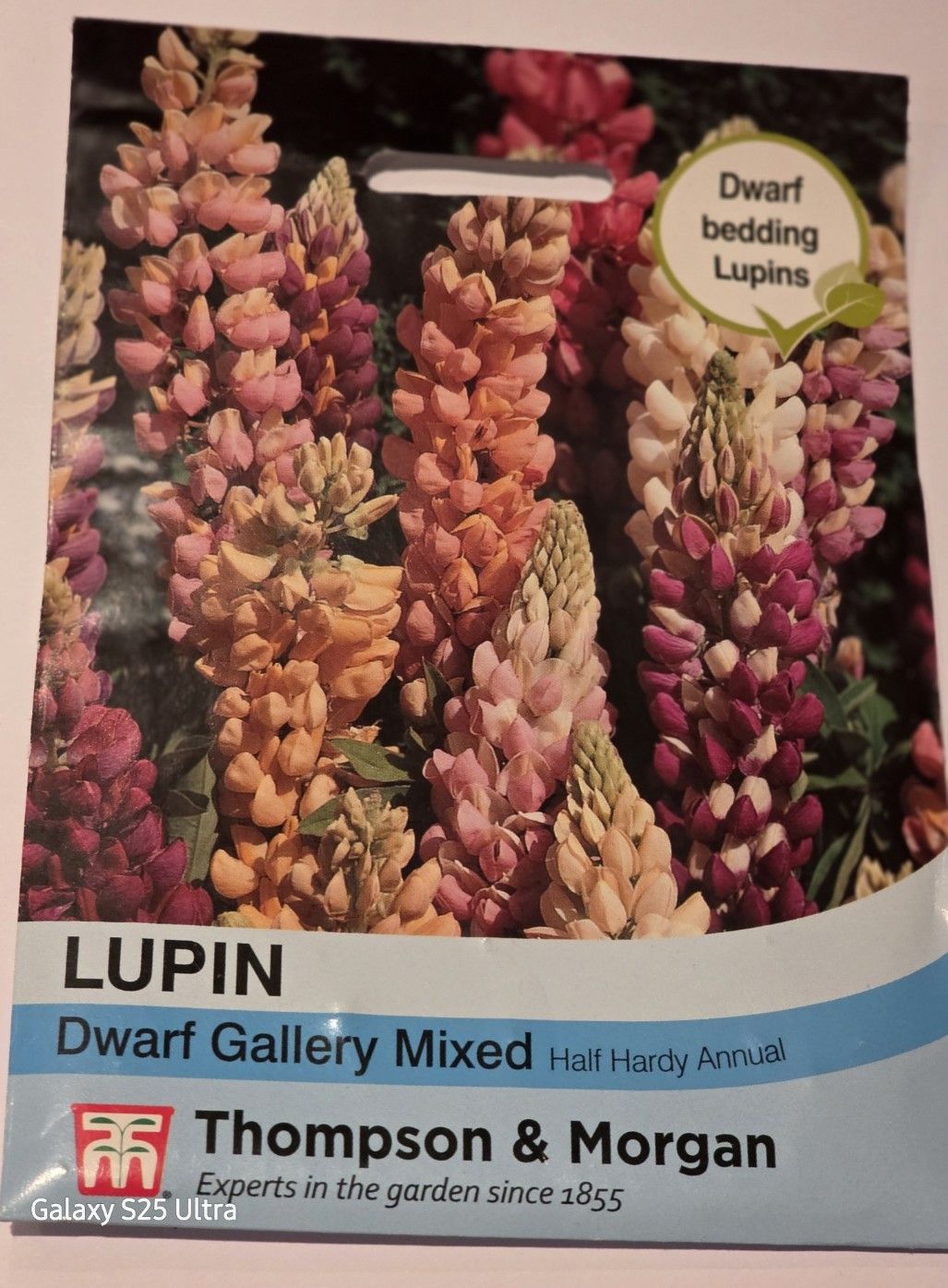 Lupin - Dwarf Gallery mixed