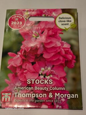 Stocks- American Beauty Column