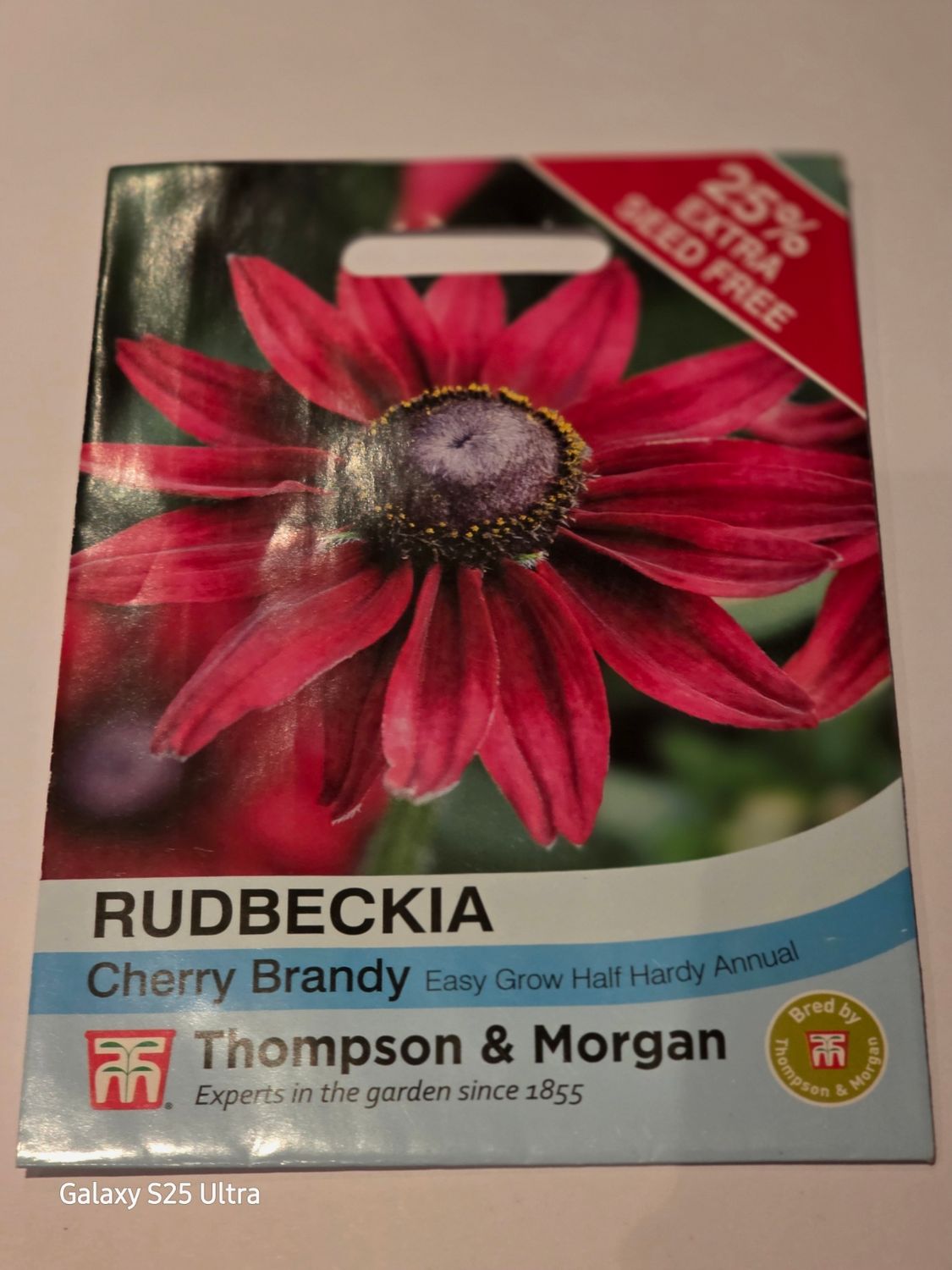 Rudbeckia- Cherry Brandy