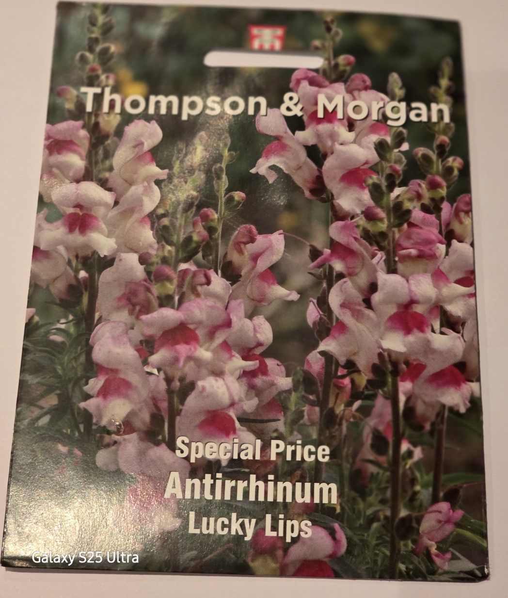 Antirrhinum- Lucky Lips