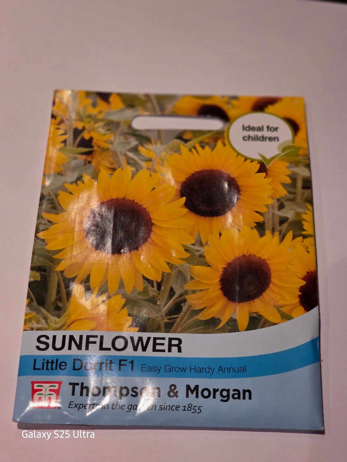 Sunflower- Little Dorrit F1