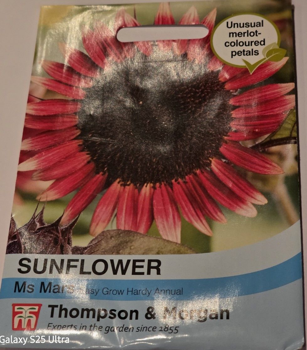 Sunflower- Ms Mars