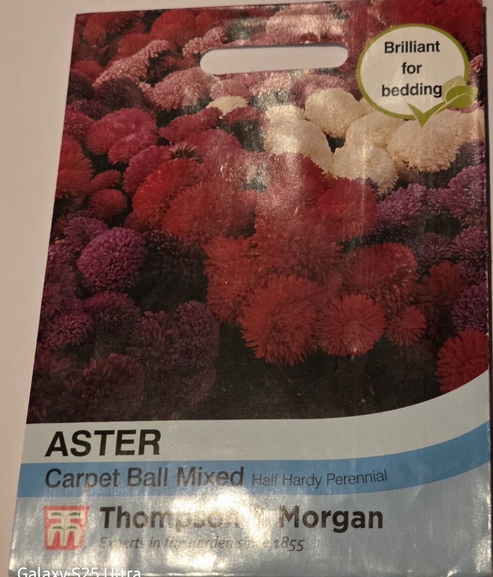 Aster - Carpet Ball mixed