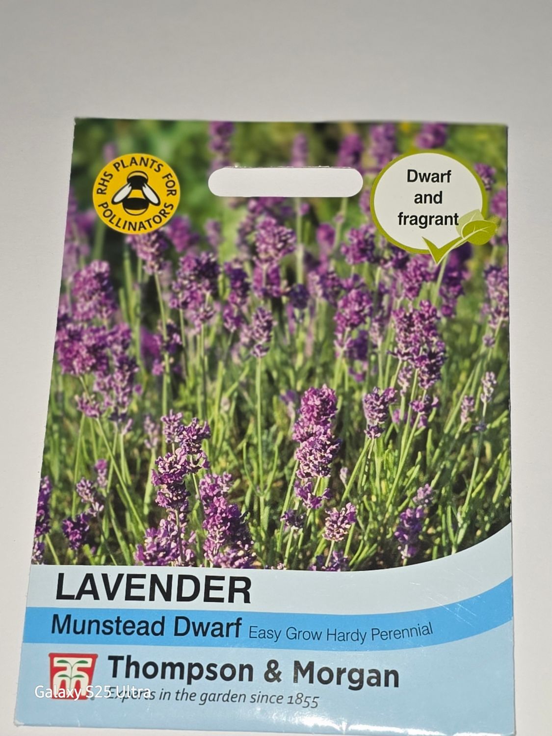 Lavender - Munstead Dwarf