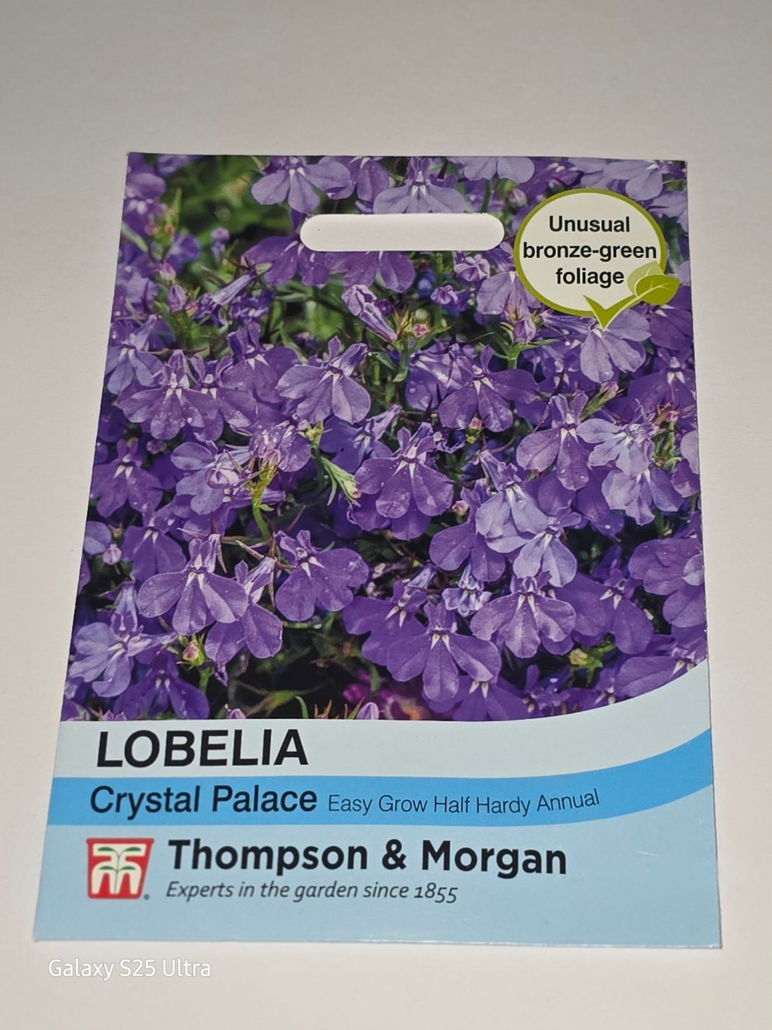 Lobelia- Crystal Palace