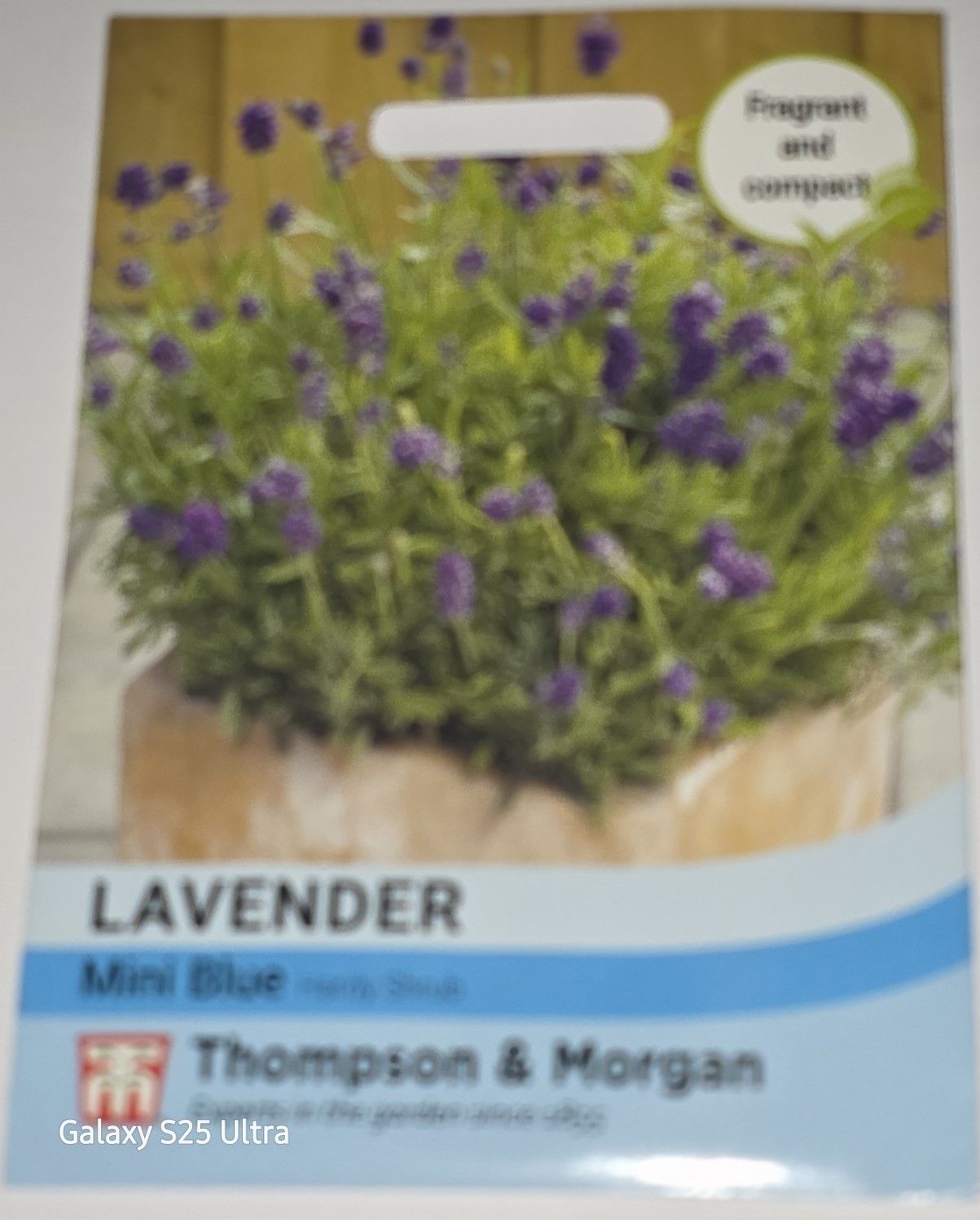 Lavender- Mini Blue