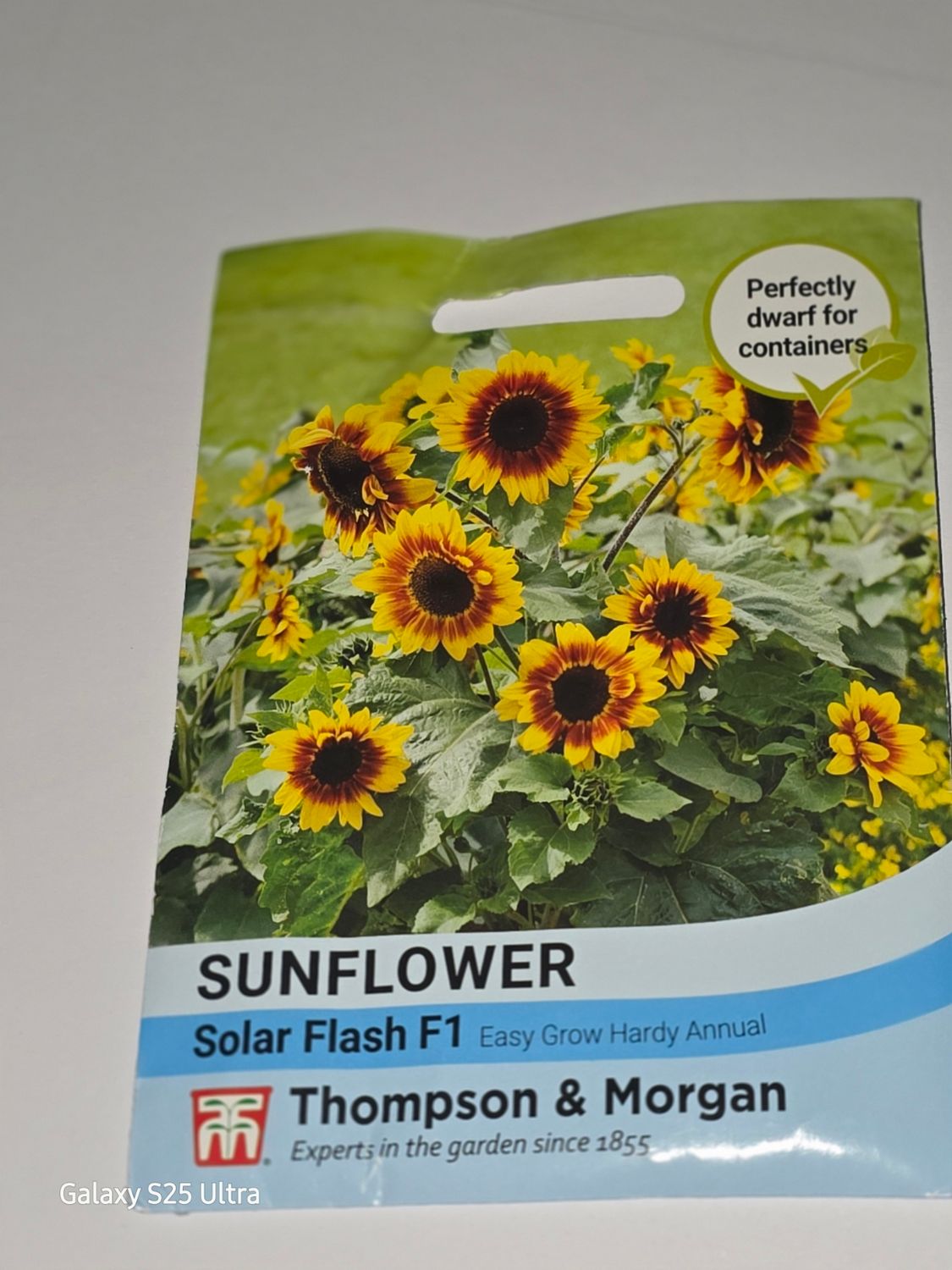 Sunflower - Solar Flash F1