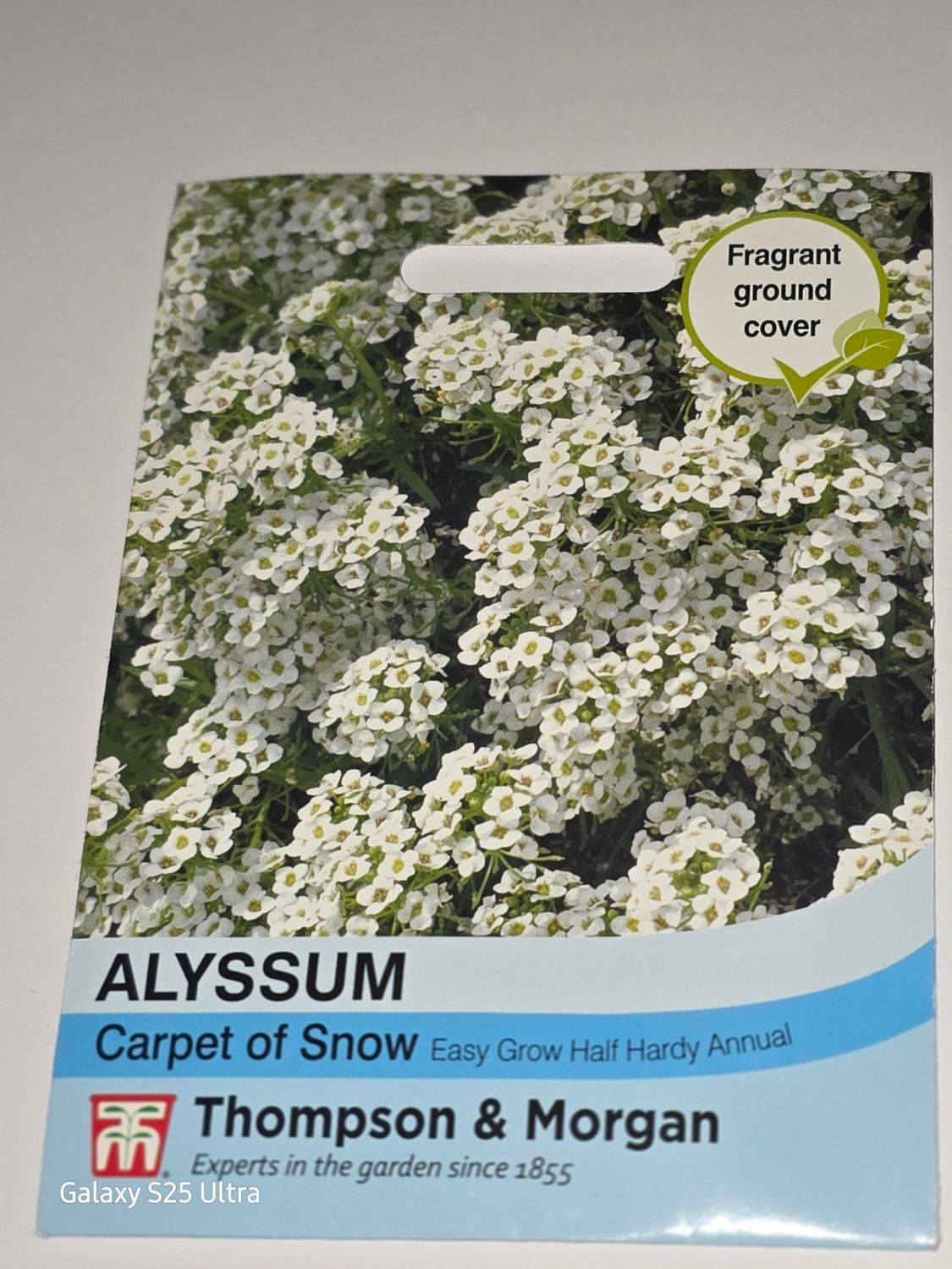 Alyssum- Carpet of Snow