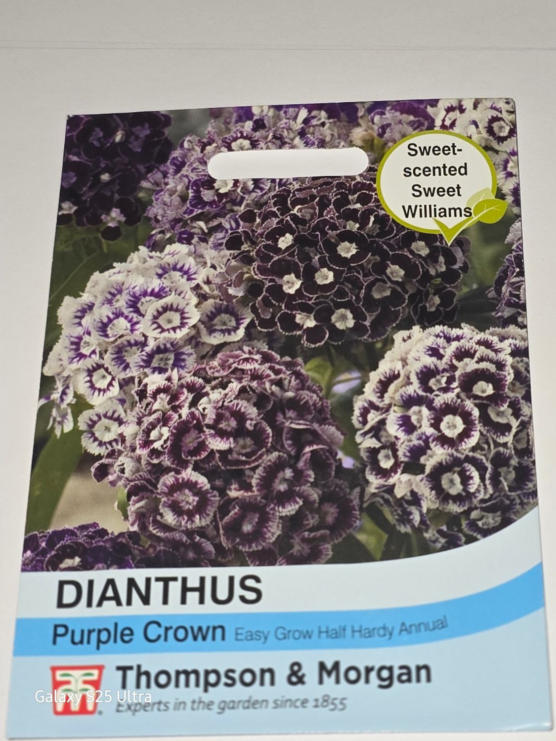 Dianthus - Purple Crown