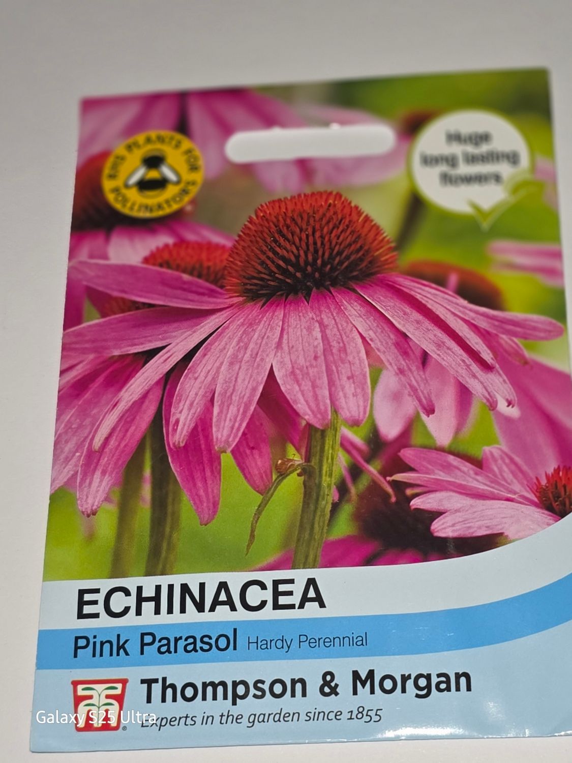 Echinacea- Pink Parasol