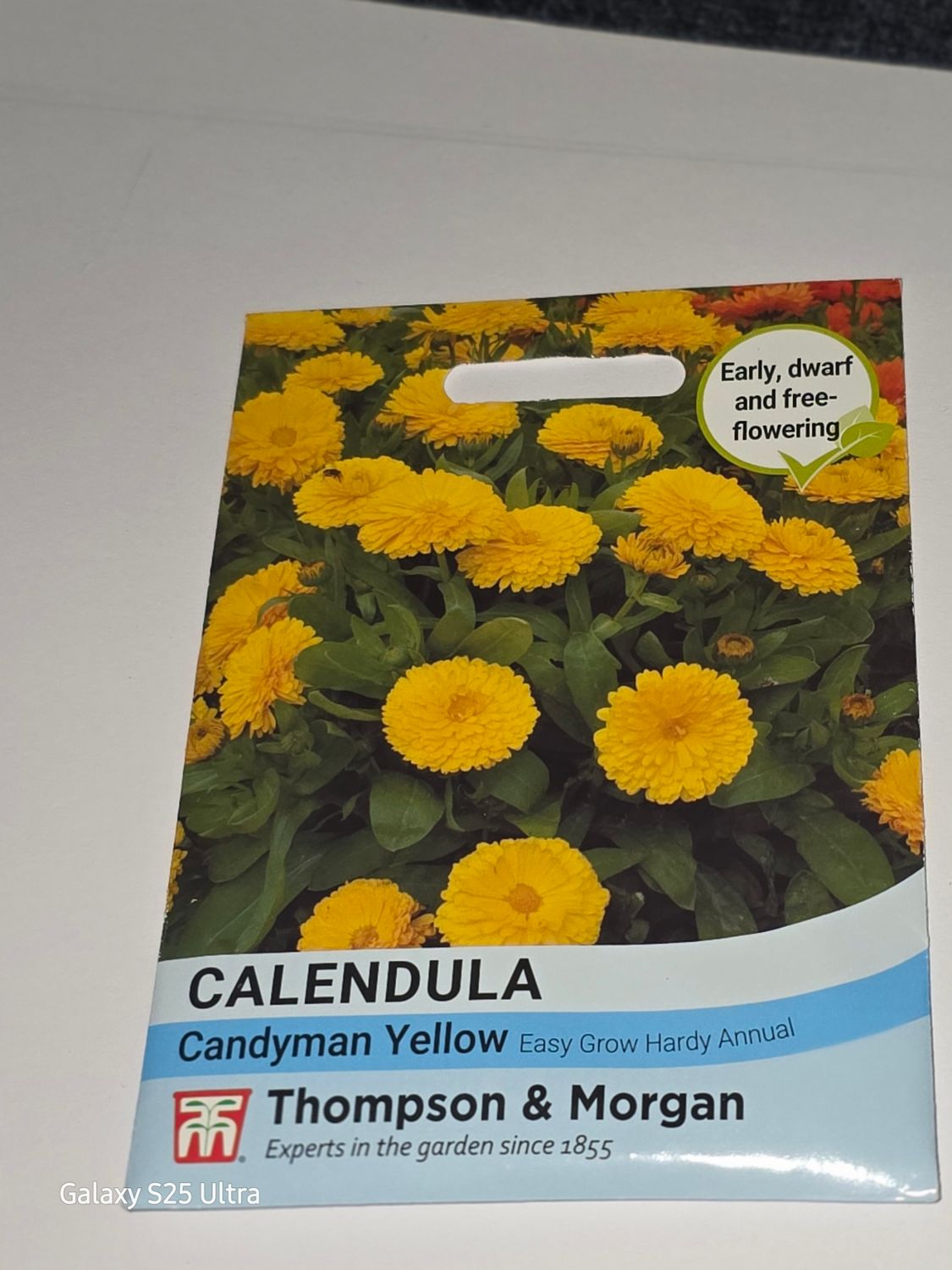 Calendula - Candyman Yellow
