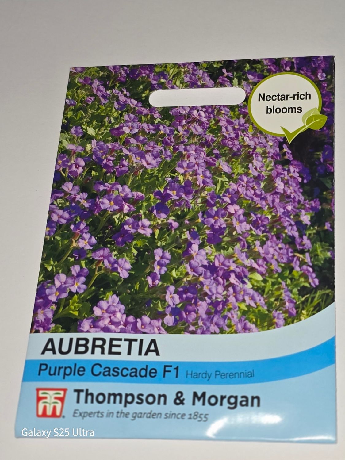 Aubretia- Purple Cascade F1
