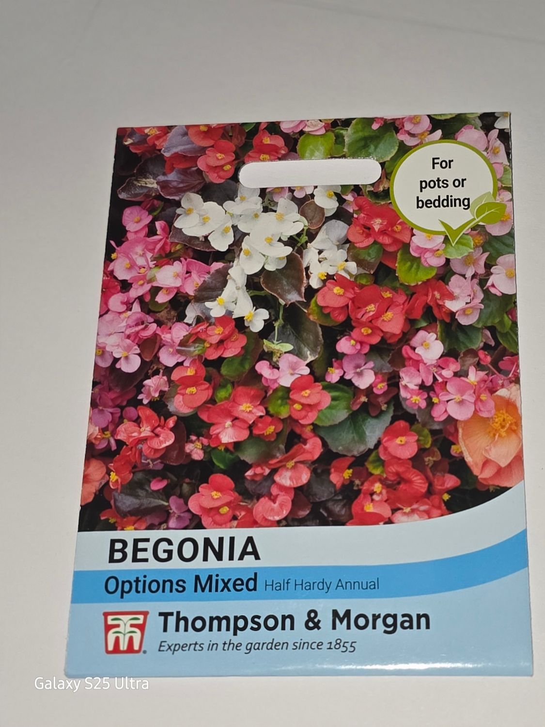 Begonia - Options mixed