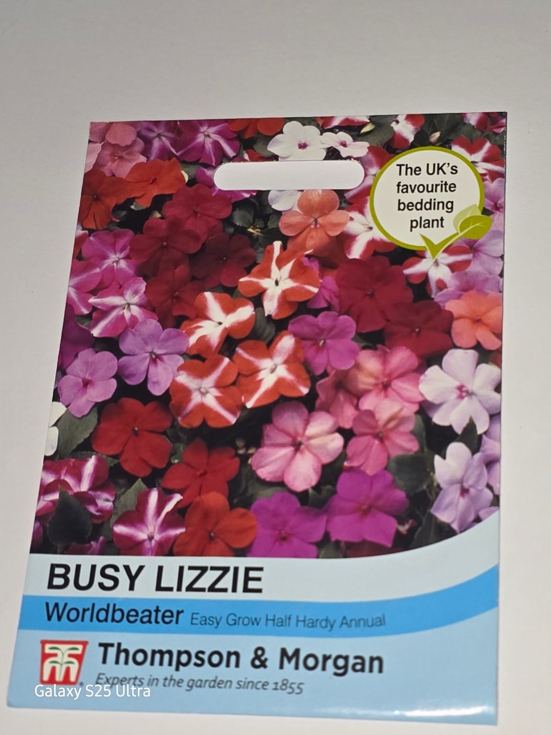 Busy Lizzie- Worldbeater